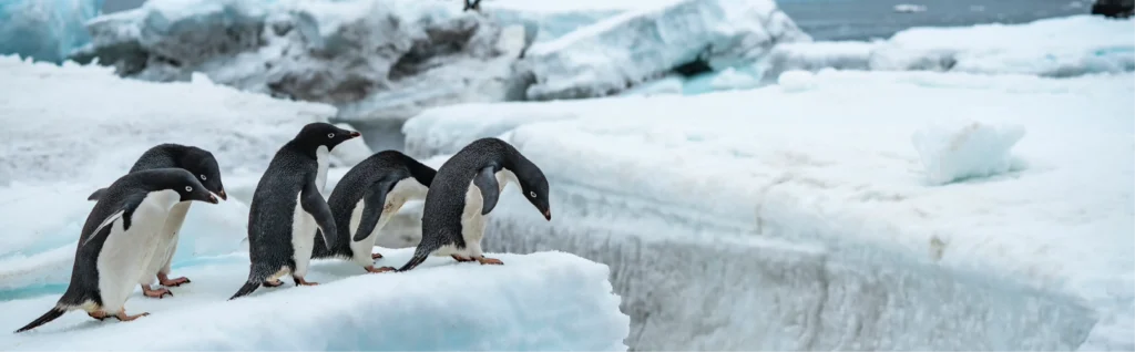 penguins of antarctica