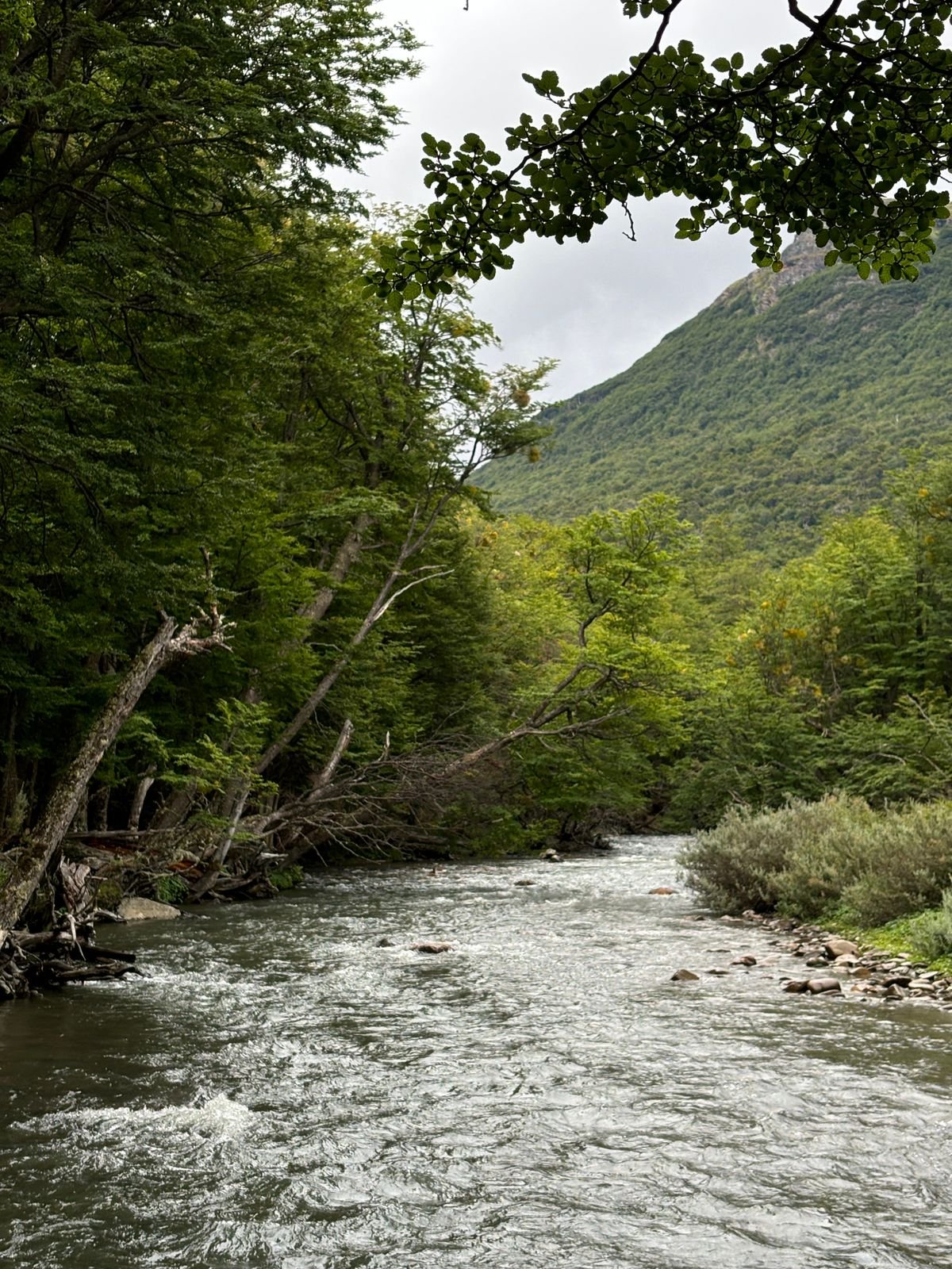 River in Tierra del fuego national park
