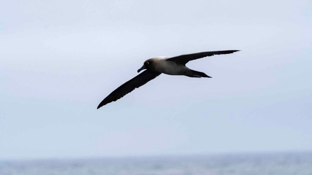 bird flying in the drake passage