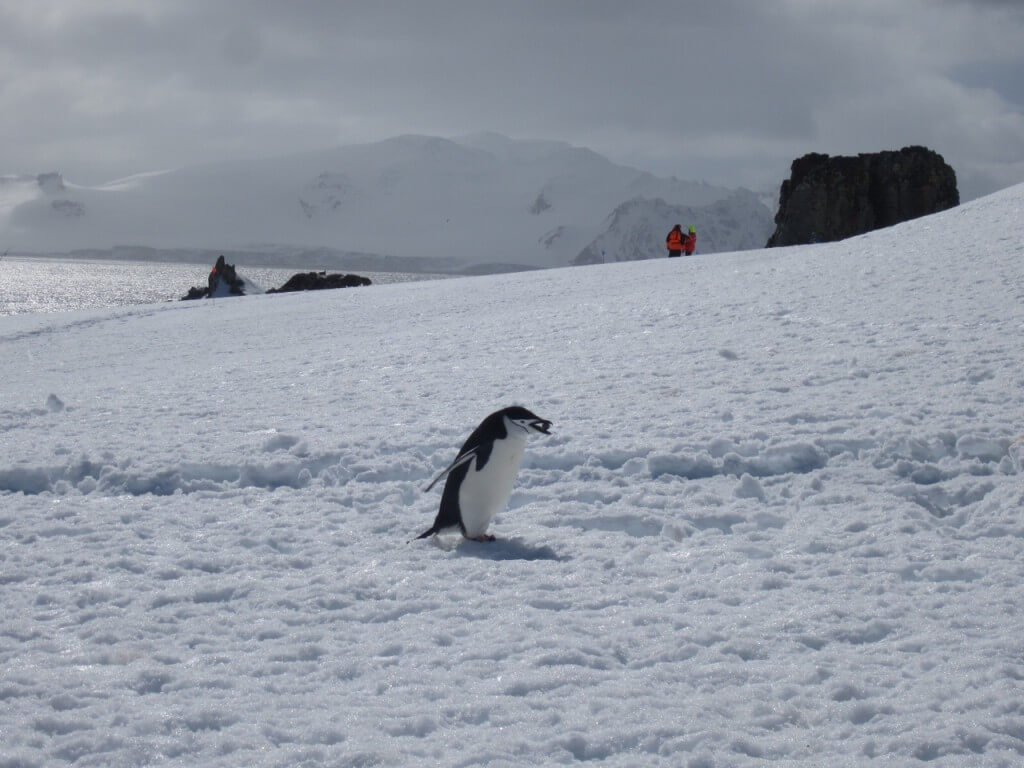 Chinstrap penguin building rock nest.
